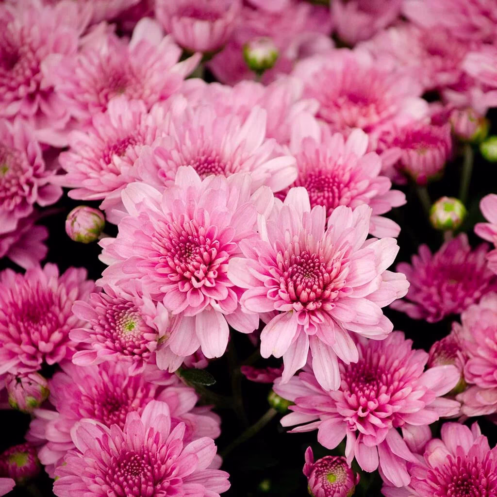Krysantemum — höstblomma som ofta ingår i allhelgonapaketet