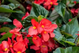 Isbegonia