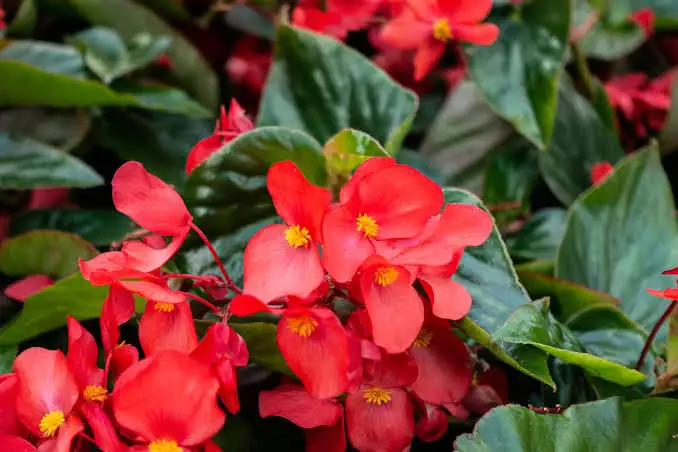 Isbegonia — sommarblomma för gravplats