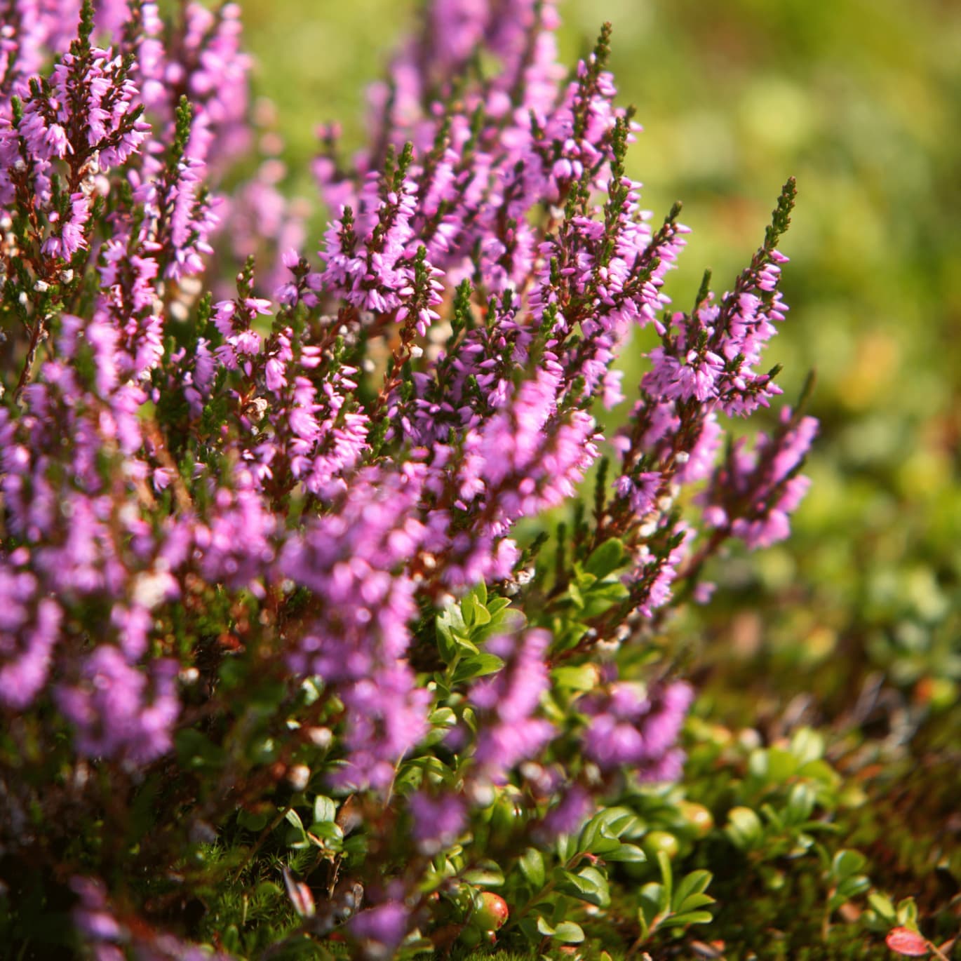Ljung — höstplantering på gravplats